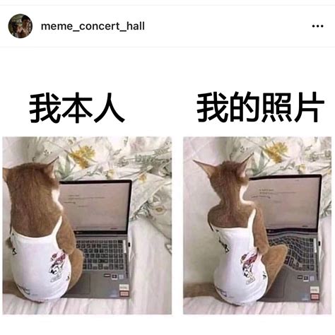 常用梗圖|每日梗图 